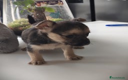 Raza Mixta perros en venta: Cachorro Toy  - Anuncio 6
