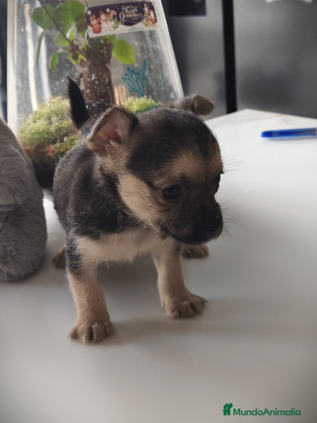 Raza Mixta perros en venta: Cachorro Toy  - Anuncio 6