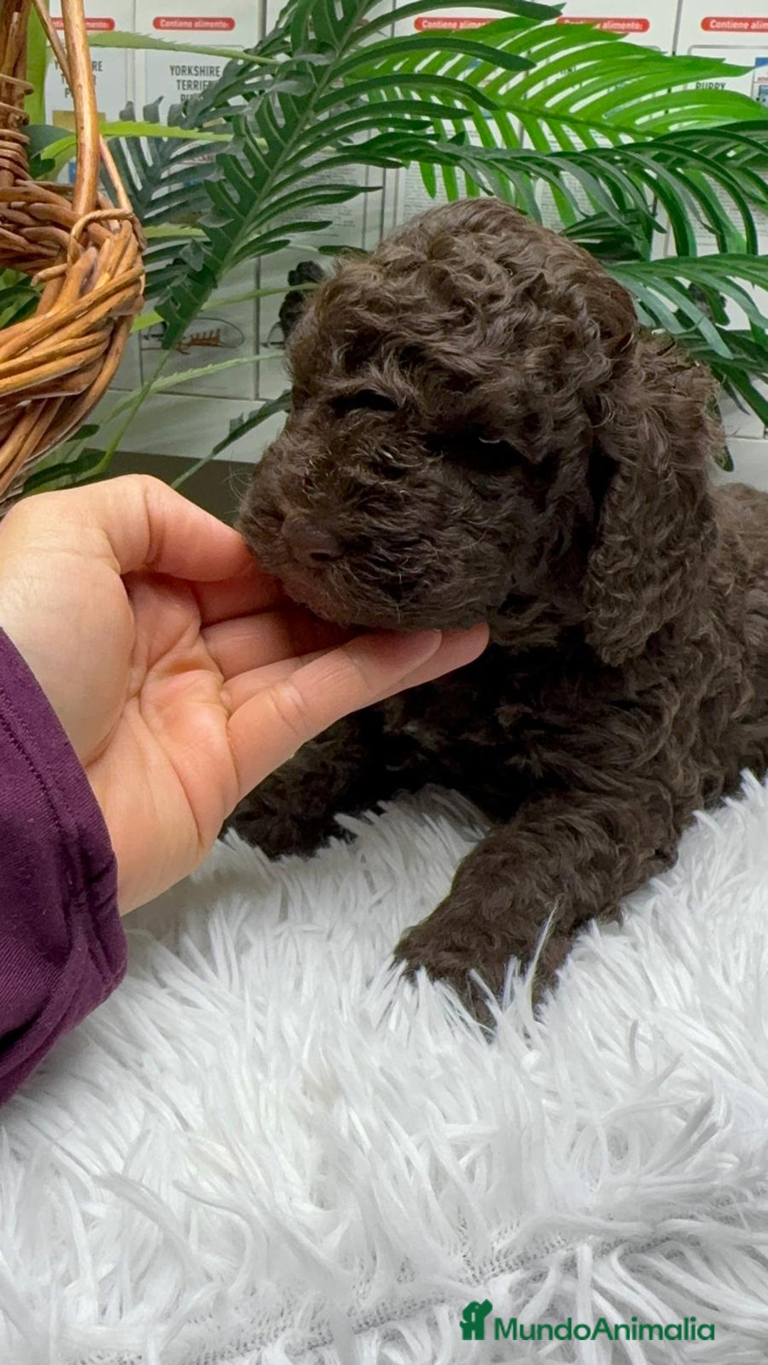 Perro de Agua Español perros en venta: PERRO DE AGUA ESPAÑOL MACHO - Anuncio 3