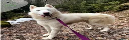 Laika de Siberia Occidental perros en adopcion: RAGNAR busca hogar - Anuncio 3