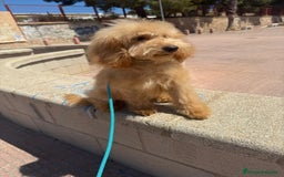Caniche Toy perros en venta: MACHO APRICOT PRECIO REAL - Imagen 2
