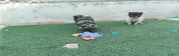 Pomerania perros en venta: Cachorros Pomeranian - Anuncio 4