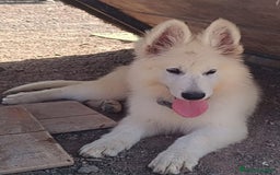 Pastor Blanco Suizo perros en venta: Pastor Blanco Suizo  - Imagen 1