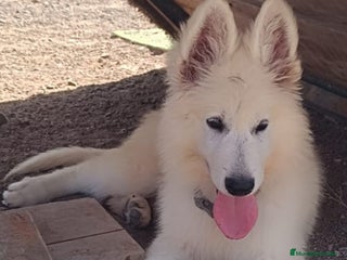 Pastor Blanco Suizo perros - Anuncio 1