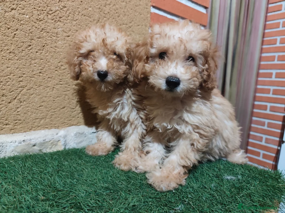 Caniche Toy perros en venta: Cachorritos de caniche toy en Navarra - Anuncio 2