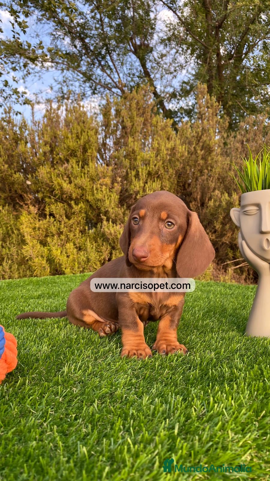 Teckel Miniatura perros TECKEL CHOCOLATE EXCELENTE LINEA - Anuncio 41