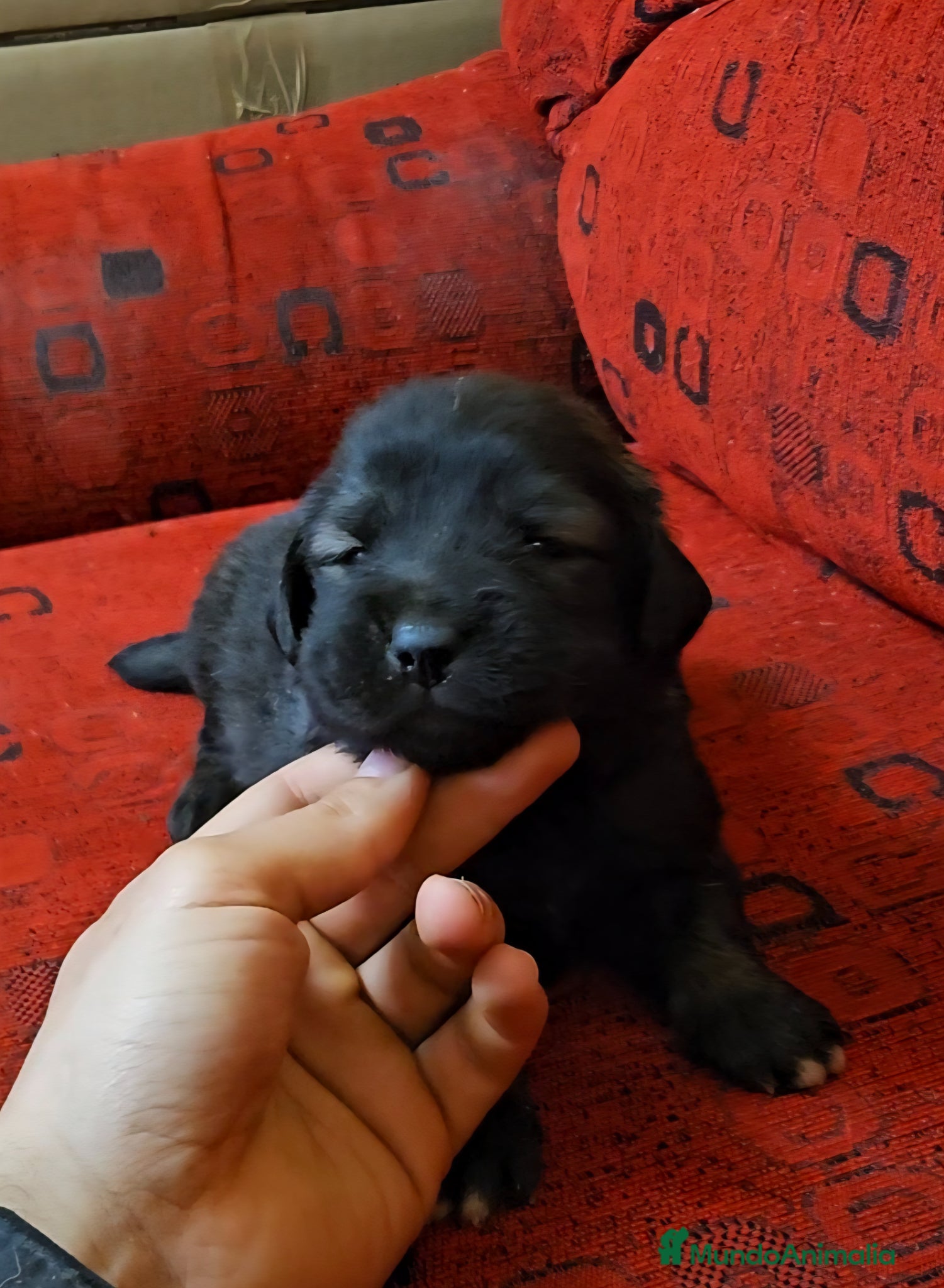 Pastor del Cáucaso perros Cachorro de pastor del caucaso - Anuncio 31