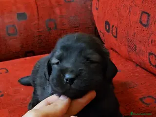 Pastor del Cáucaso perros Cachorro de pastor del caucaso - Anuncio 31