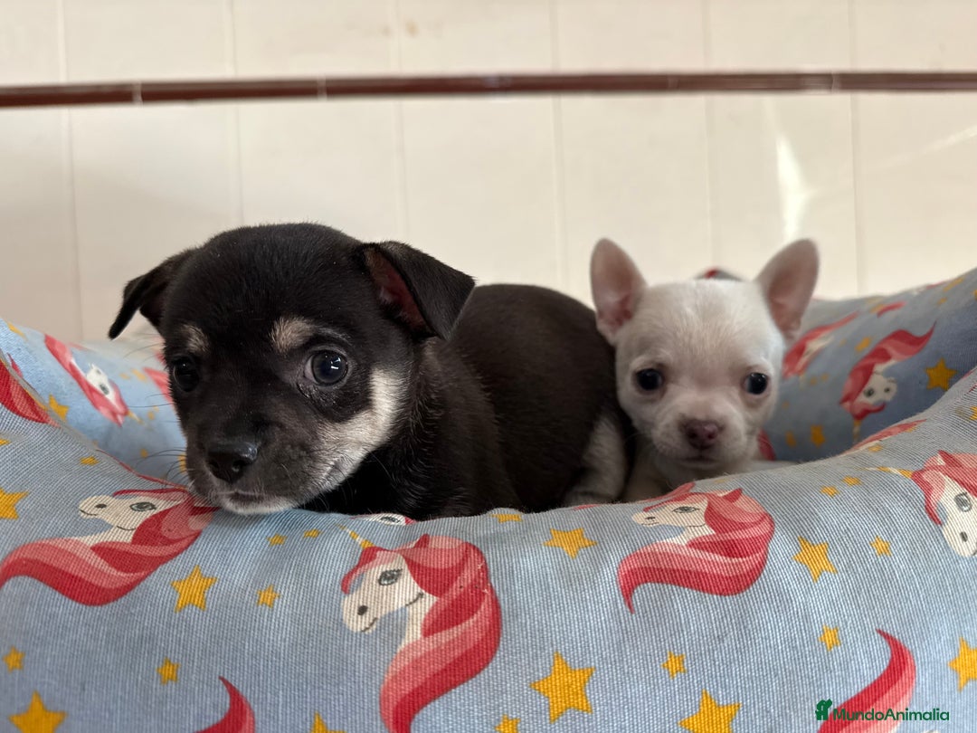 Chihuahua perros en venta: Cachorros machos chihuahuas - Anuncio 3