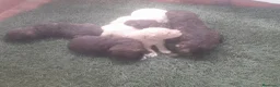 Perro de Agua Español perros en venta: Preciosa camada de Perro de Agua Español  en Barcelona - Anuncio 7