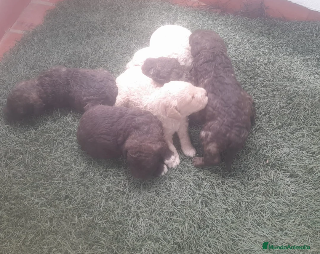 Perro de Agua Español perros en venta: Preciosa camada de Perro de Agua Español  en Barcelona - Anuncio 7
