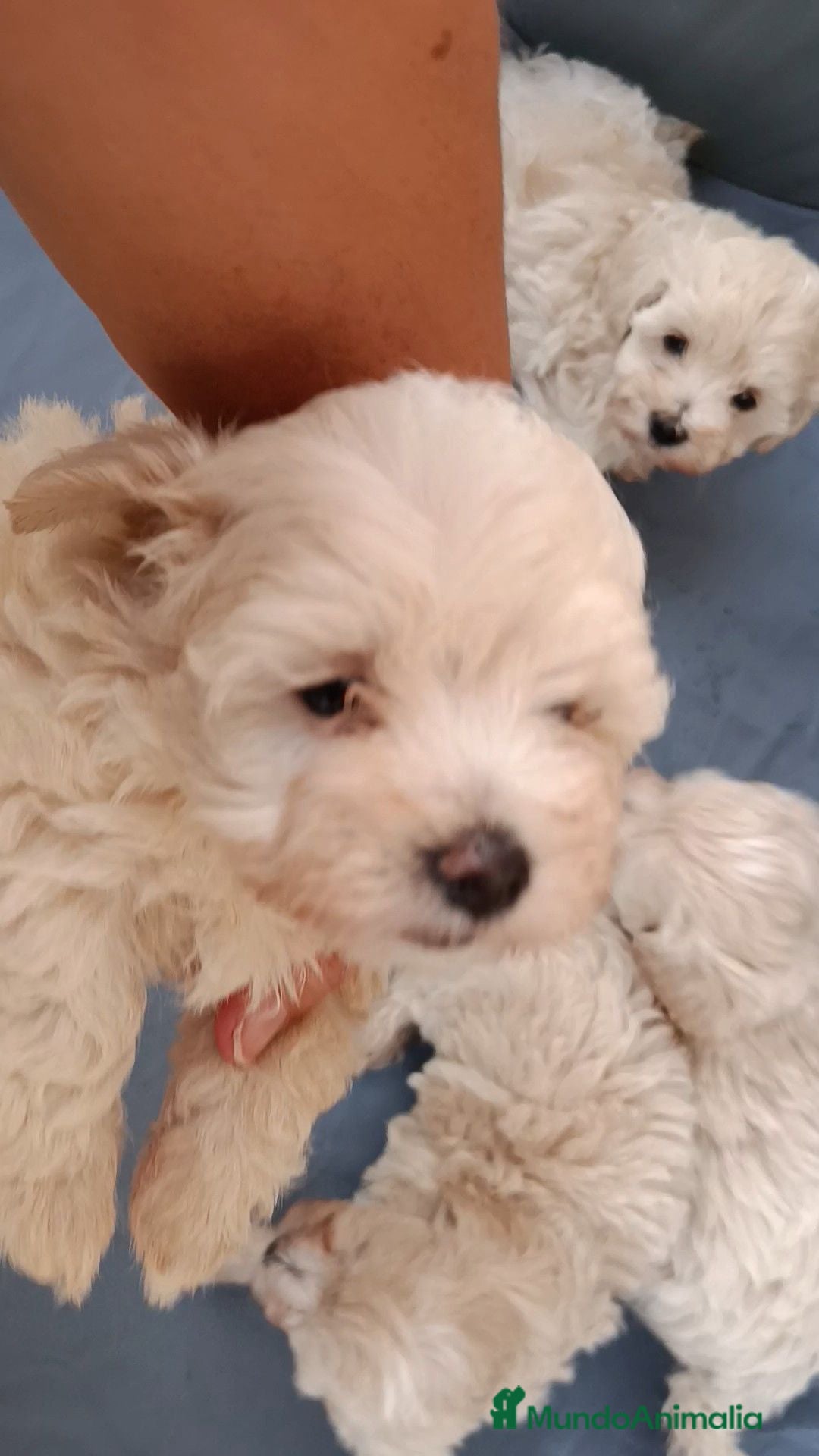 Maltipoo perros MALTIPOOS - Anuncio 3