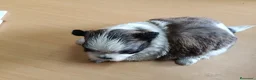 Shih Tzu perros en venta: Shih Tzu - Anuncio 2