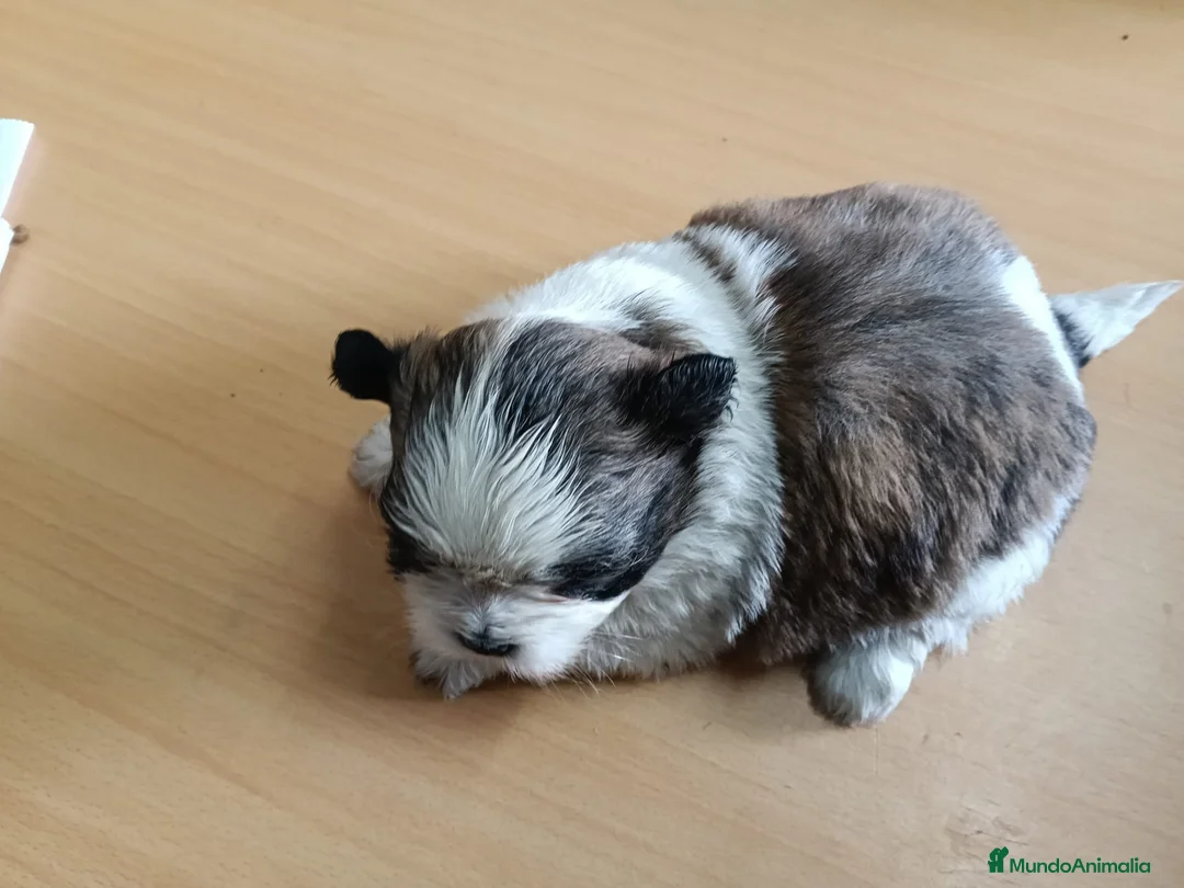 Shih Tzu perros en venta: Shih Tzu - Anuncio 2