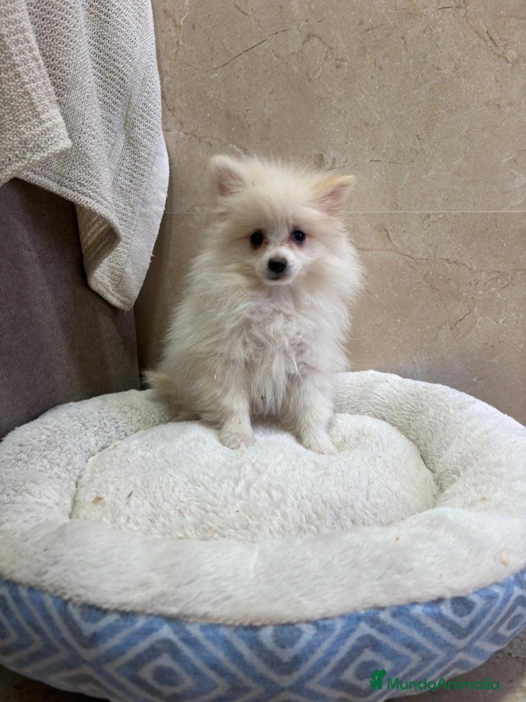 Pomerania perros en venta: Lulu pomerania toy - Anuncio 2