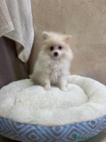 Pomerania perros Lulu pomerania toy - Anuncio 6