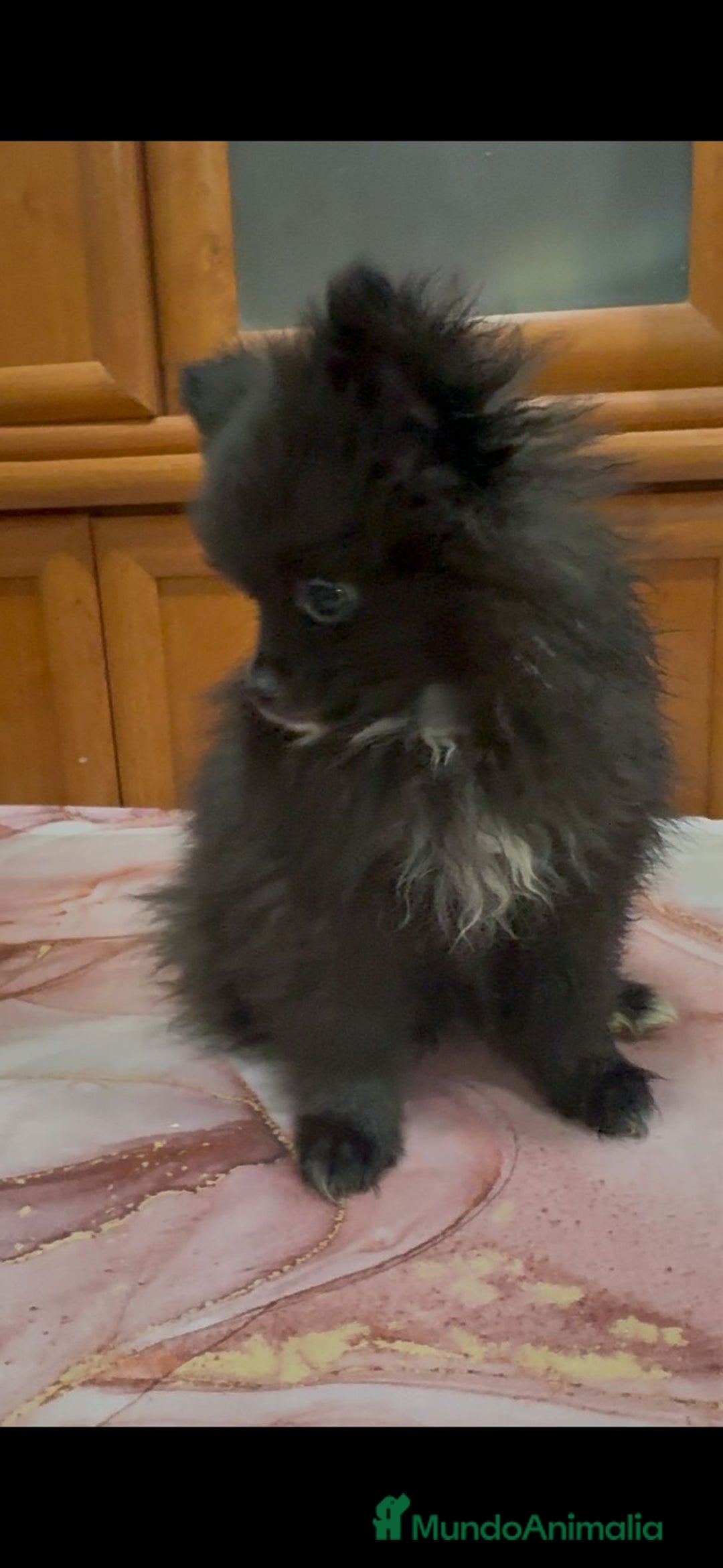 Pomerania perros en venta: Poo pomerania MICRO TOY  - Imagen 5