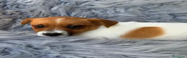 Jack Russell Terrier 2