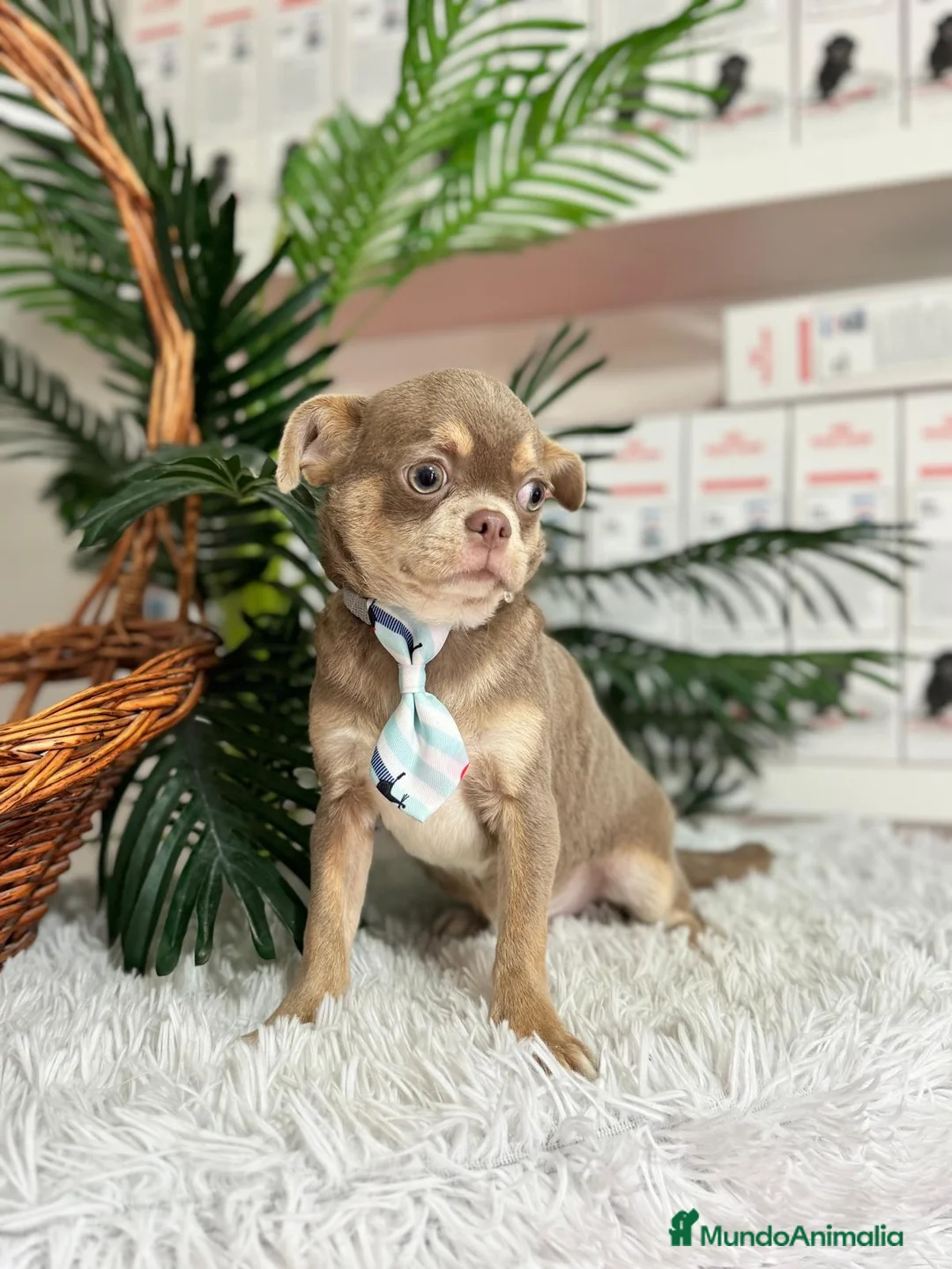 Chihuahua perros en venta: CHIHUAHUA BLUE 6 MESES - Anuncio 14