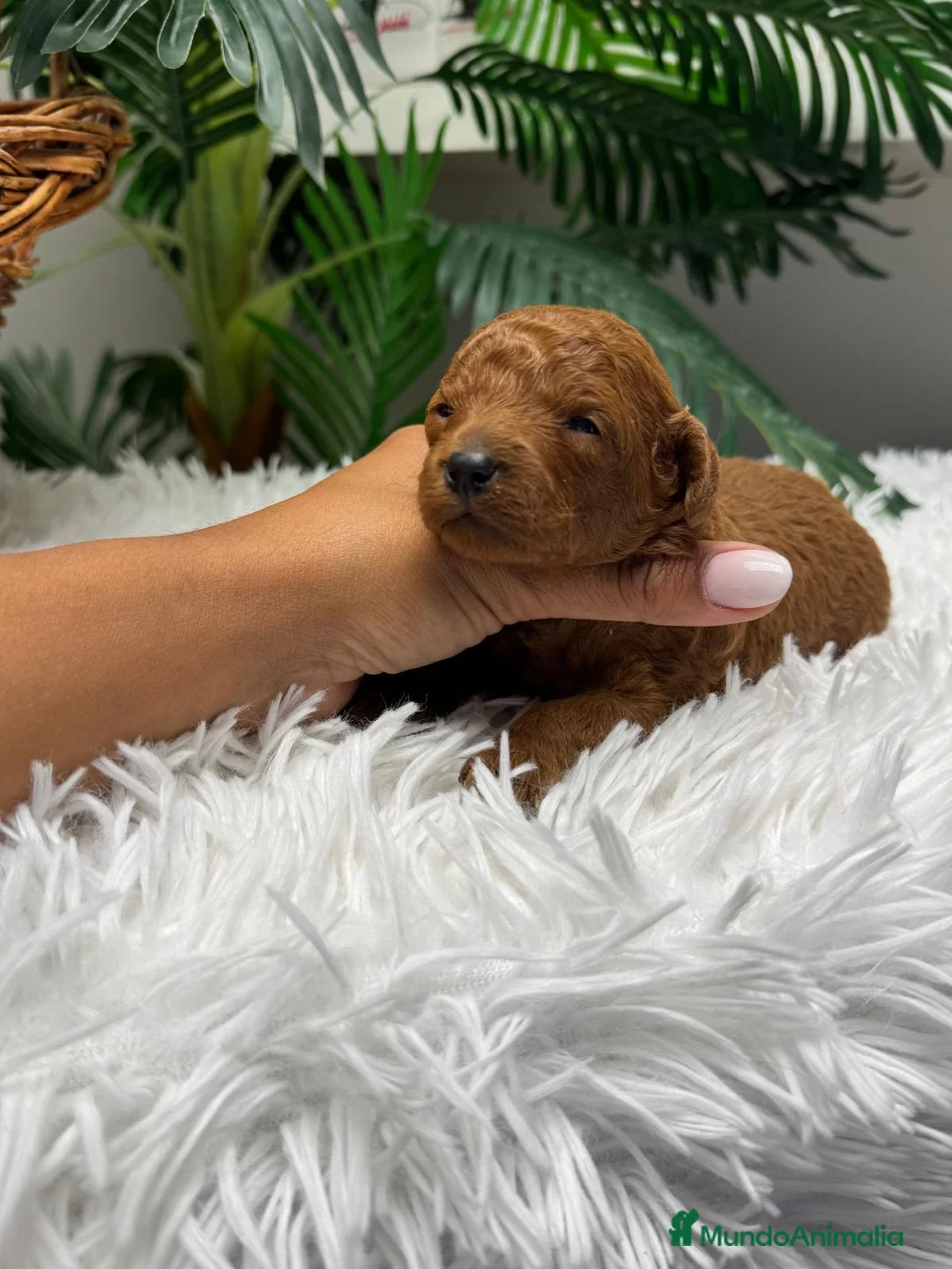 Raza Mixta perros en venta: CANICHE TOY - Anuncio 10