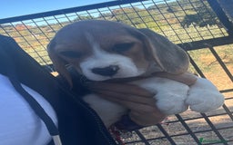 Beagle perros en venta: Cachorros Beagle  - Imagen 1