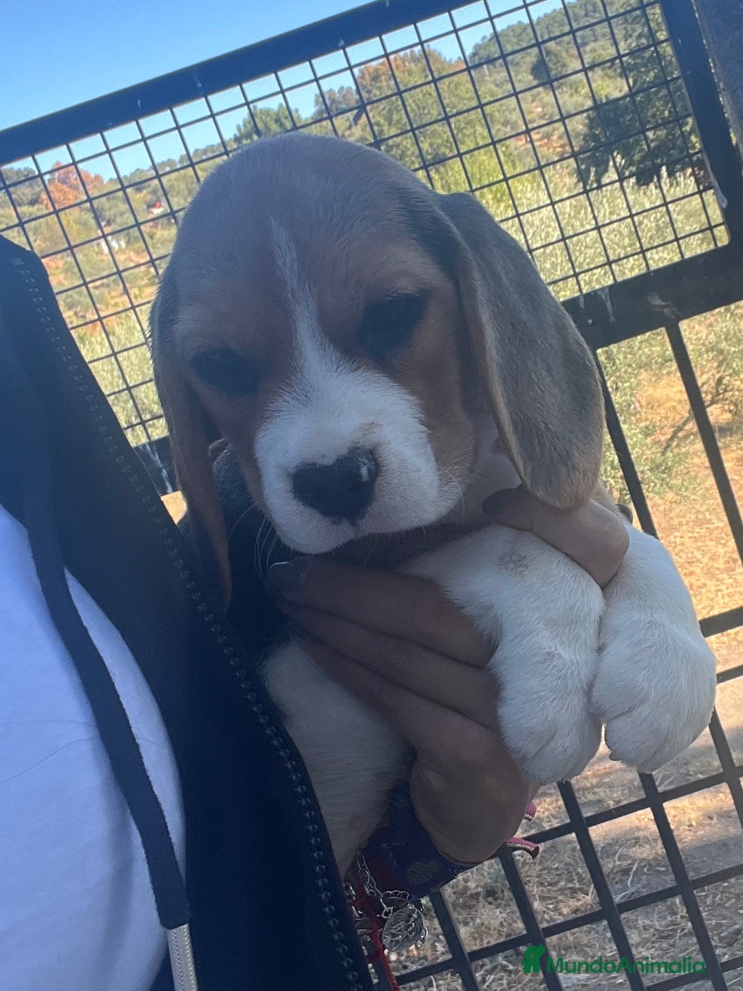 Beagle perros en venta: Cachorros Beagle  - Imagen 1