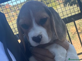 Beagle perros - Anuncio 9