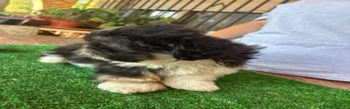 Tricolor
