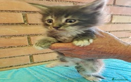 Maine Coon gatos en venta: Maine coon - Imagen 5