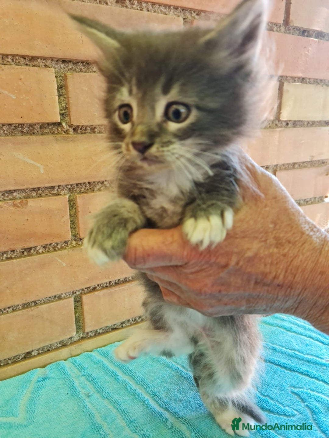 Maine Coon gatos en venta: Maine coon - Imagen 5