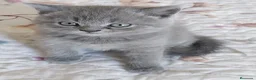Británico de Pelo Corto Azul gatos en venta: British Blue  - Anuncio 2