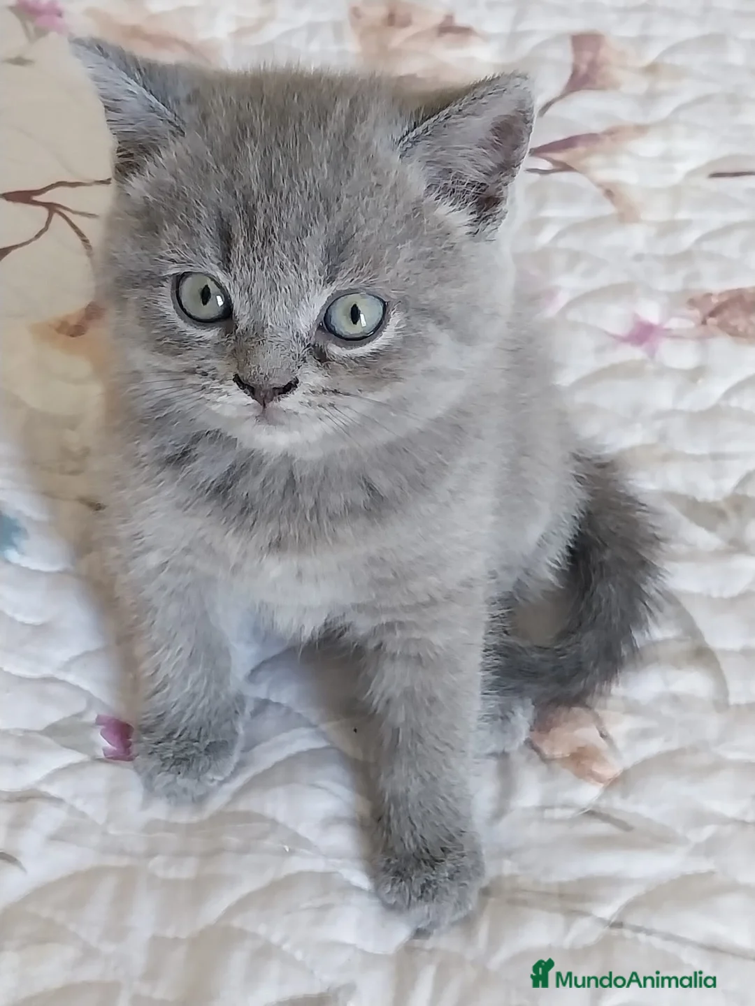 Británico de Pelo Corto Azul gatos en venta: British Blue  - Anuncio 2