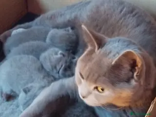 Británico de Pelo Corto Azul gatos British Shorthair - Anuncio 2