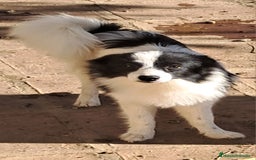 Pomerania perros en venta: Pomeranian  - Imagen 5