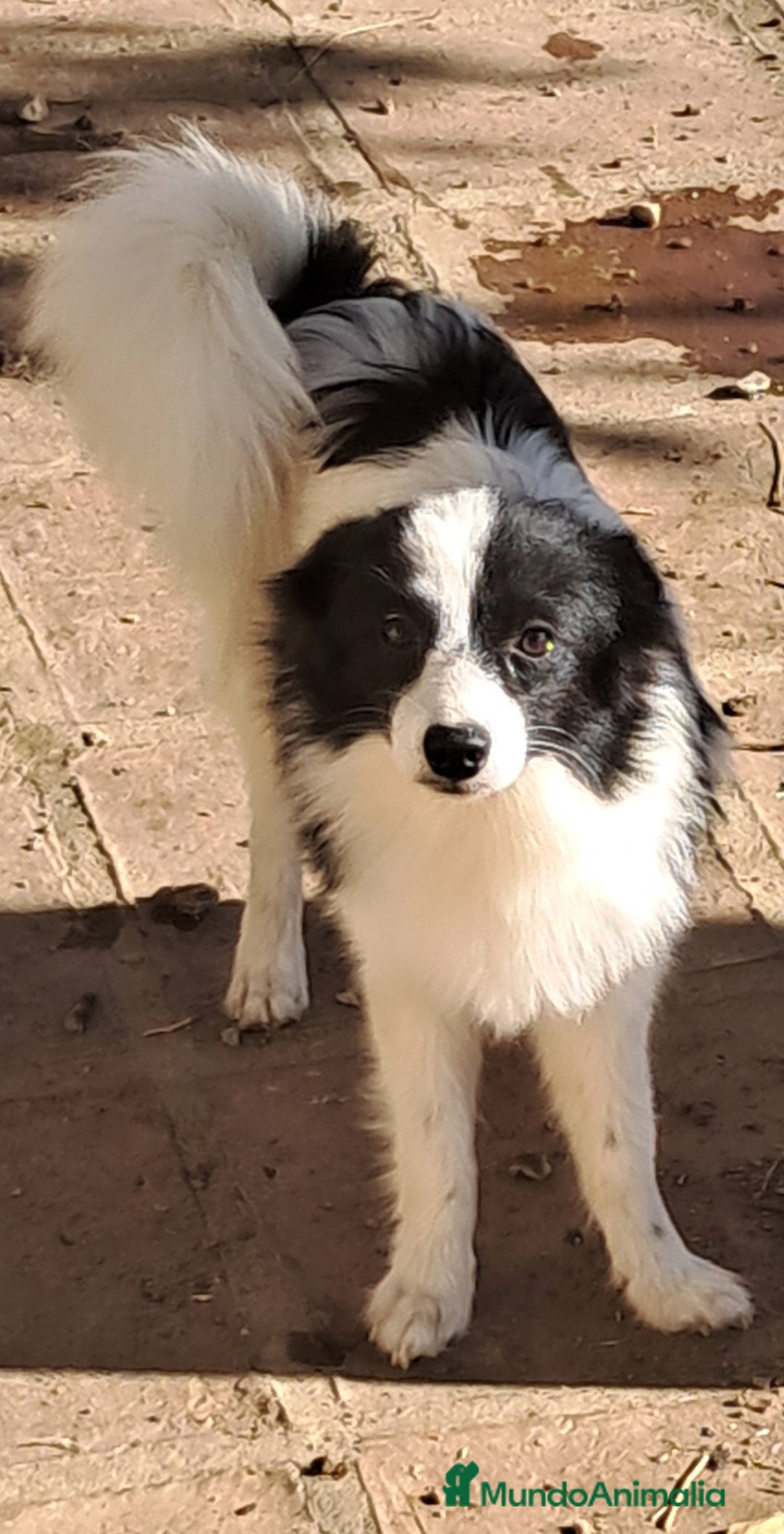 Pomerania perros en venta: Pomeranian  - Imagen 5