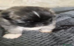 Shih Tzu perros en venta: Shih tzu - Imagen 3