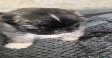 Shih Tzu perros - Anuncio 11