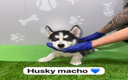 Husky Siberiano perros en venta: 🐾HAPPYHUELLAS HUSKY CACHORROS🐾 - Imagen 3