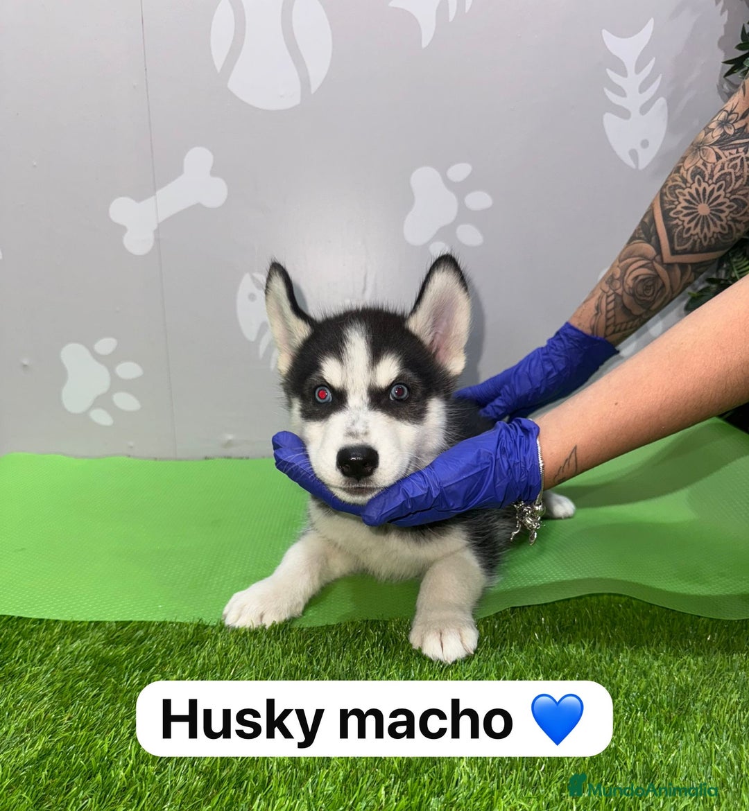 Husky Siberiano perros en venta: 🐾HAPPYHUELLAS HUSKY CACHORROS🐾 - Imagen 3