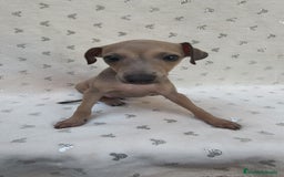 Pequeño Lebrel Italiano perros en venta: Pequeño lebrel Italiano Piccolo  - Imagen 4