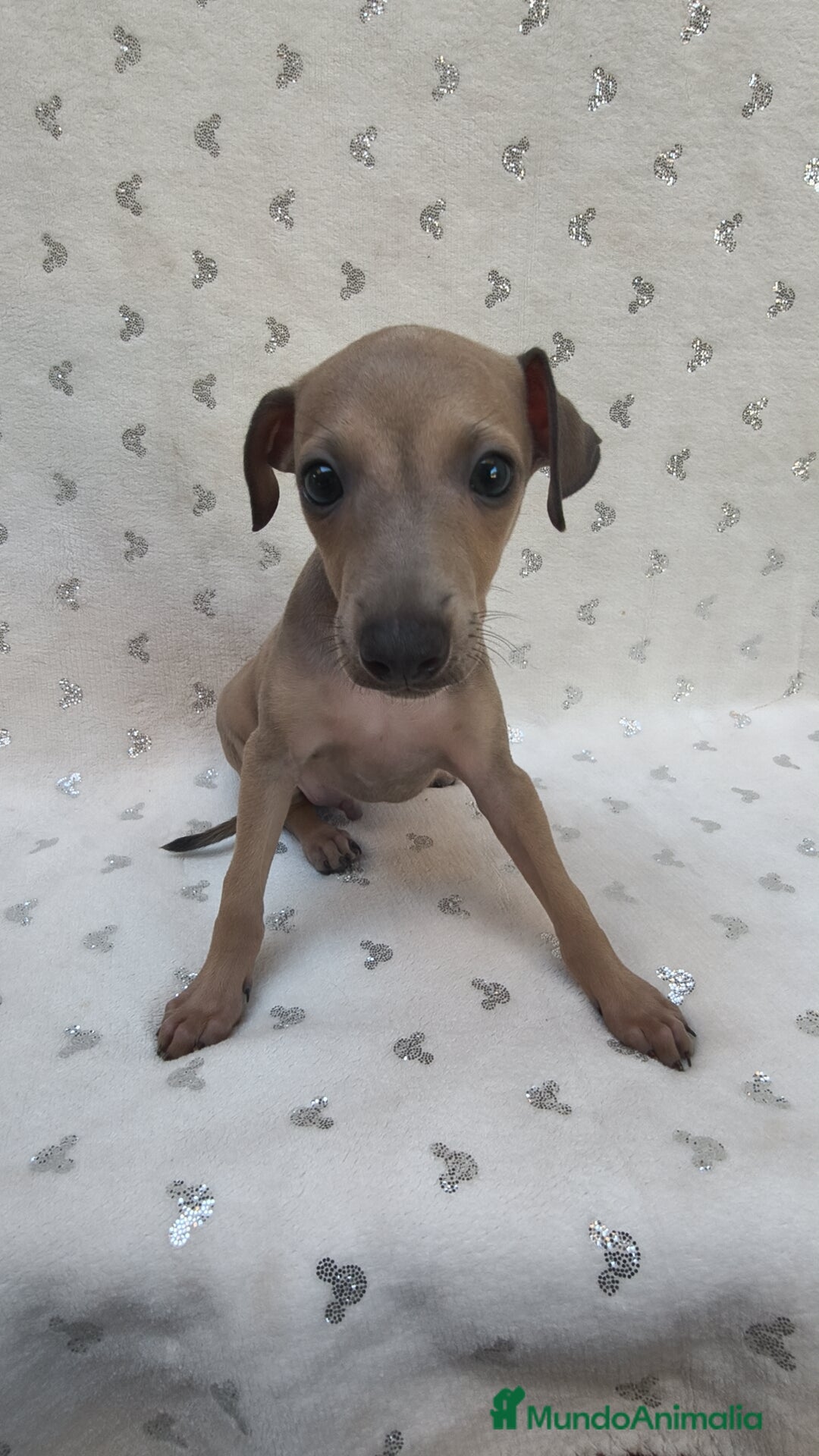 Pequeño Lebrel Italiano perros en venta: Pequeño lebrel Italiano Piccolo  - Imagen 4