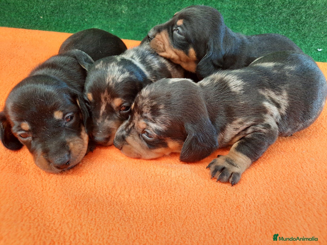 Teckel Miniatura perros en venta: Teckel de pelo corto  - Imagen 4