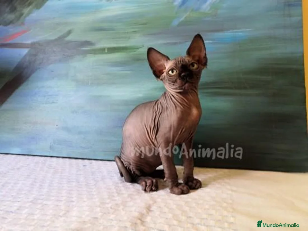 Imagen de galería {{count}}