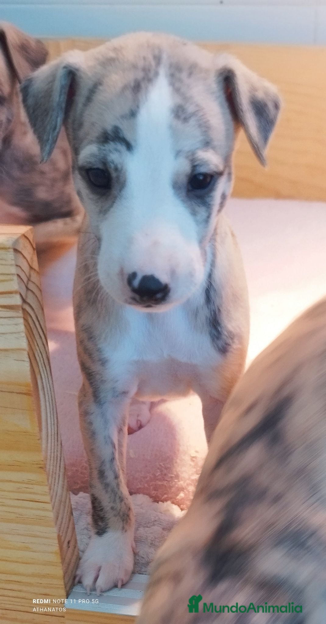 Whippet perros Magnífica Camada - Anuncio 2