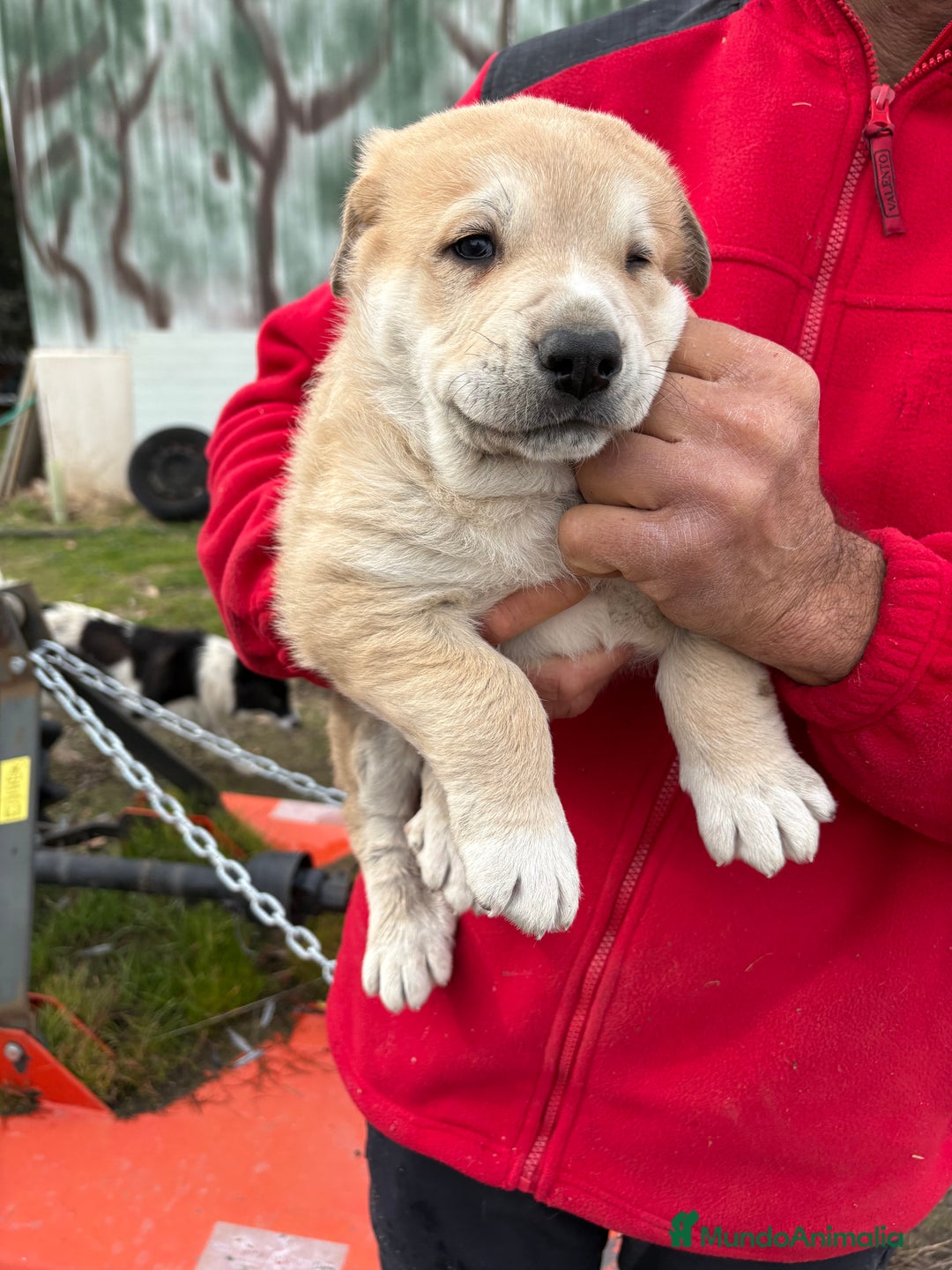 Mastín Español perros en venta: Macho mastín Español cachorro - Anuncio 10