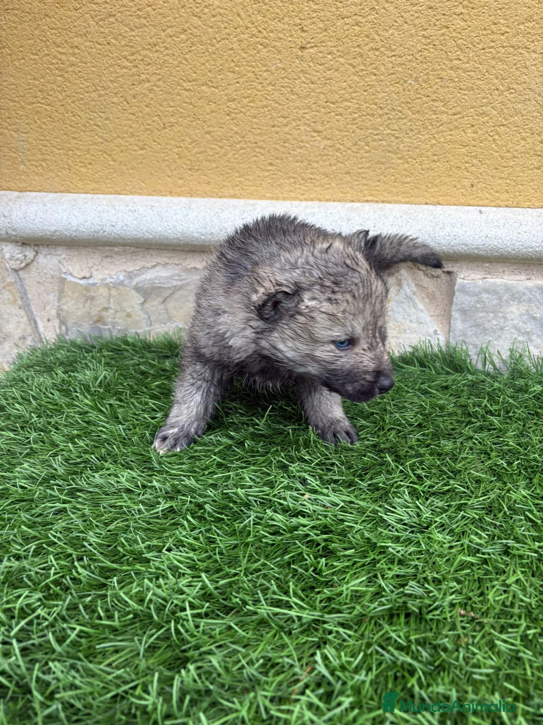 Husky Siberiano perros en venta: Husky siberiano Agouti macho - Anuncio 10