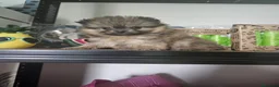 Pomerania perros en venta: CAMADA DE POMERANIA LINIA RUSA  - Anuncio 6