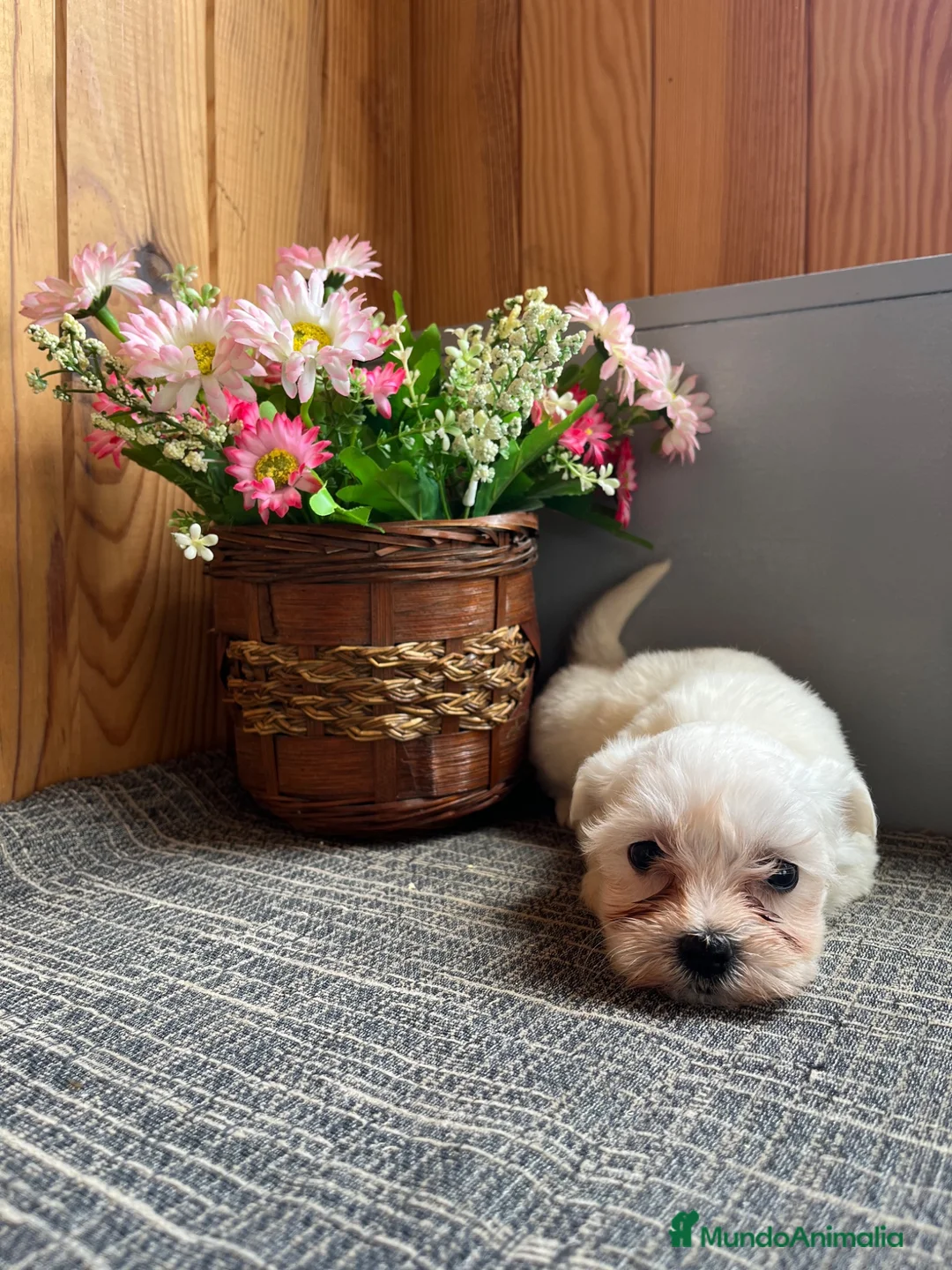 Bichón Maltés perros en venta: Bichón Maltés  - Anuncio 1