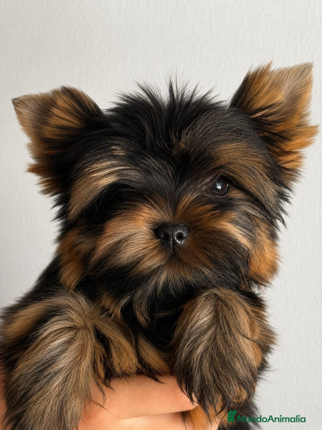 Yorkshire Terrier perros Mini una Nina muy pequeña  - Anuncio 1