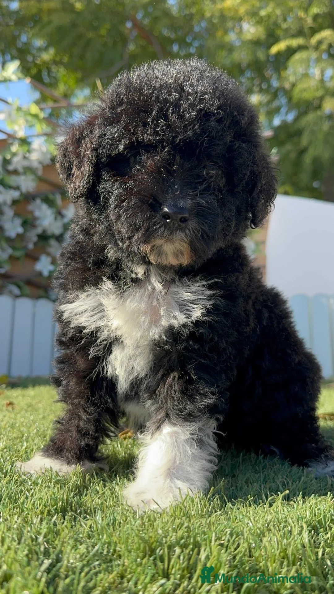 Perro de Agua Español perros en venta: PERRO DE AGUA ESPAÑOL - Anuncio 1